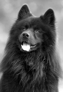 eurasier-1